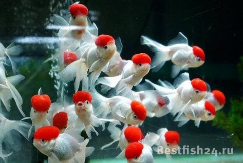 Низкая цена! Купить 1в) Оранда красная шапочка за 200 руб.! В наличии более280 видов аквариумных рыбок и 4000 товаров для аквариума!