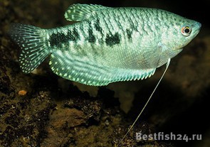 Рыба Гурами Фото