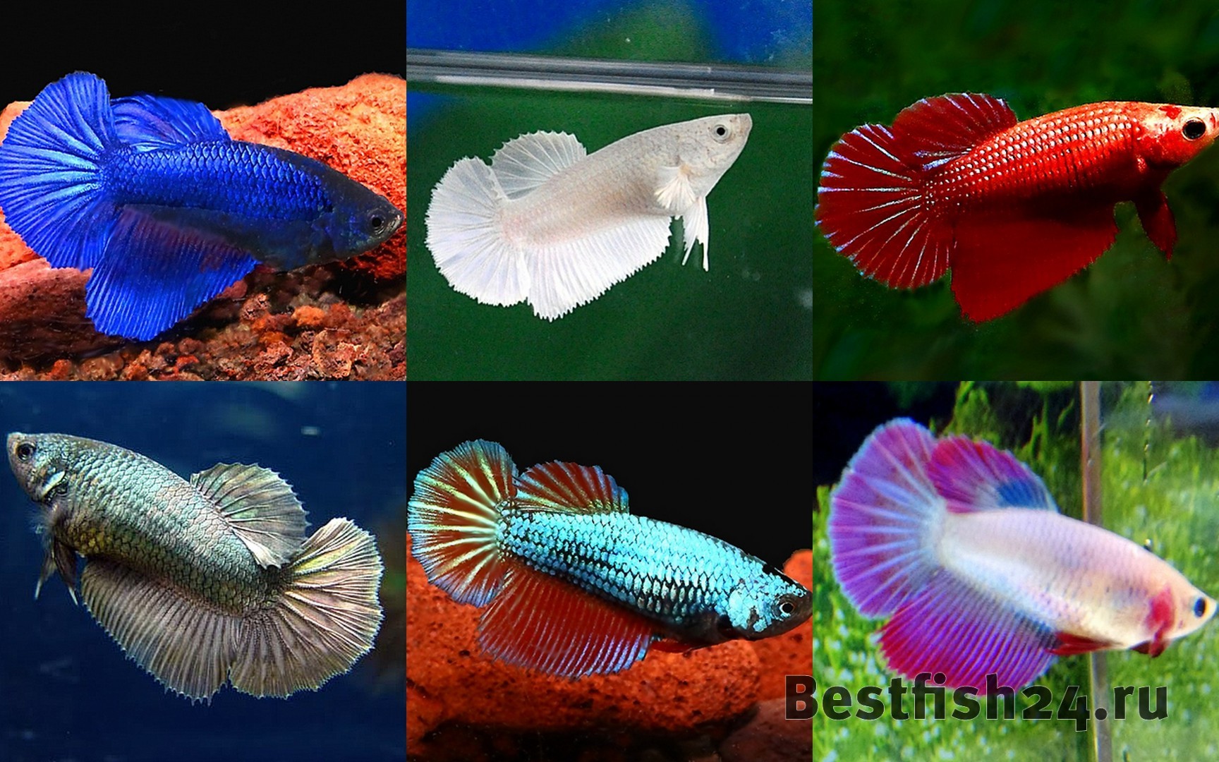 рыбка петушок виды с фото и названиями